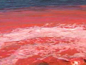 Boues rouges Boues rouges