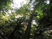 Forêt Forêt