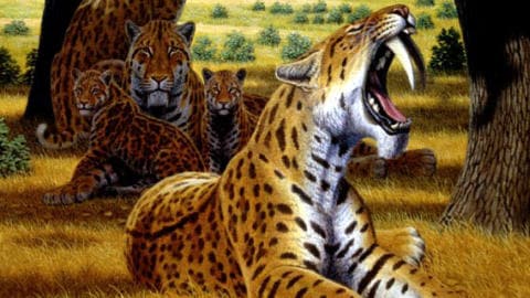 smilodon-tigre smilodon-tigre
