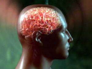 cerveau-homme cerveau-homme