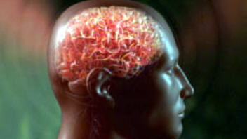 cerveau-homme cerveau-homme