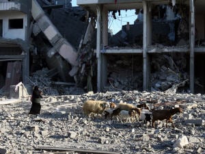 Une femme marche avec ses moutons devant un édifice détruit par les bombardements à Gaza Une femme marche avec ses moutons devant un édifice détruit par les bombardements à Gaza