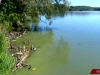 lac-algues-vertes lac-algues-vertes