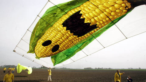 Greenpeace manifeste contre le maïs OGM Greenpeace manifeste contre le maïs OGM