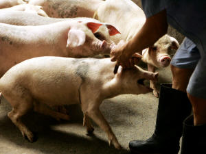 Porc Porc