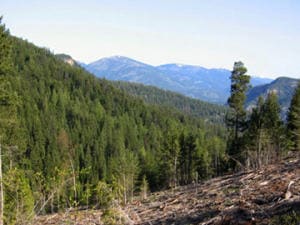 Une forêt du Québec Une forêt du Québec