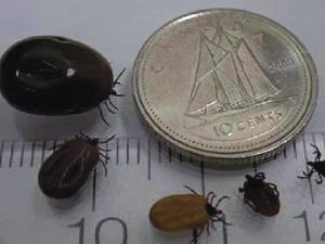 tique-lyme tique-lyme