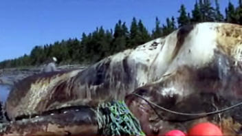baleine-echouee1 baleine-echouee1