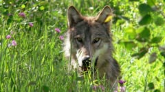 Un loup dans une réserve faunique, au Montana Un loup dans une réserve faunique, au Montana