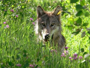 Un loup dans une réserve faunique, au Montana Un loup dans une réserve faunique, au Montana
