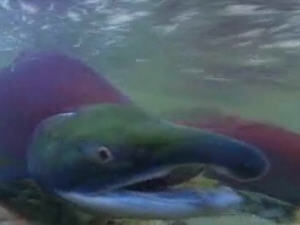 Saumons sockeye Saumons sockeye