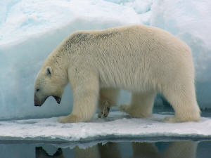 Ours polaire Ours polaire