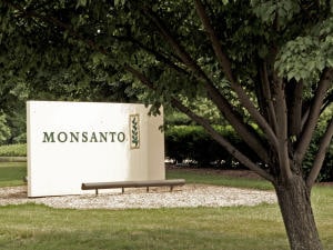 Monsanto sur la sellette Monsanto sur la sellette