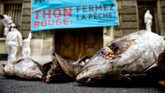 Manifestation de Greenpeace pour l'interdiction du thon rouge devant le ministère français de l'Agriculture, à Paris, en novembre 2008. Manifestation de Greenpeace pour l'interdiction du thon rouge devant le ministère français de l'Agriculture, à Paris, en novembre 2008.