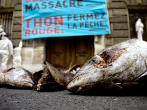 Manifestation de Greenpeace pour l'interdiction du thon rouge devant le ministère français de l'Agriculture, à Paris, en novembre 2008. Manifestation de Greenpeace pour l'interdiction du thon rouge devant le ministère français de l'Agriculture, à Paris, en novembre 2008.