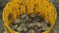 Mollusques Mollusques