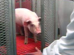 AccelLAB teste des implants cardio-vasculaires et orthopédiques sur des animaux pour des fabricants du monde entier. AccelLAB teste des implants cardio-vasculaires et orthopédiques sur des animaux pour des fabricants du monde entier.