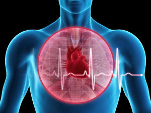 Graphique montrant le coeur dans le corps humain Graphique montrant le coeur dans le corps humain