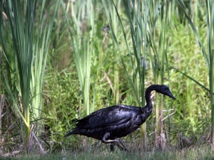 Une oie du Canada recouverte de pétrole, après un déversement dans la rivière Kalamazoo, dans le sud du Michigan. Une oie du Canada recouverte de pétrole, après un déversement dans la rivière Kalamazoo, dans le sud du Michigan.