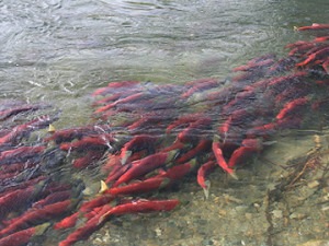 Saumons rouge Saumons rouge