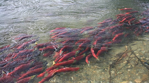Saumons sockeye Saumons sockeye