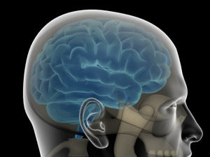 Le cerveau d'un homme Le cerveau d'un homme