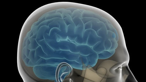 Le cerveau d'un homme Le cerveau d'un homme