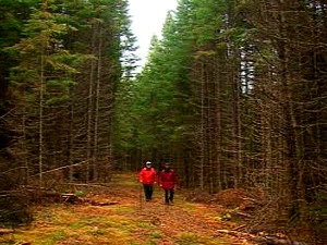 Forêt en Gaspésie Forêt en Gaspésie
