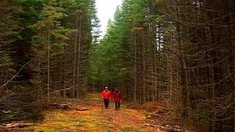 Forêt en Gaspésie Forêt en Gaspésie