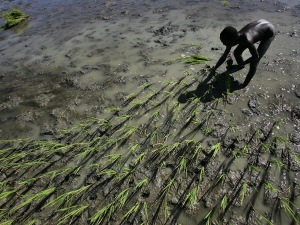 Un Haïtien dans une rizière Un Haïtien dans une rizière