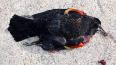 Oiseau mort à Beepe, en Arkansas Oiseau mort à Beepe, en Arkansas