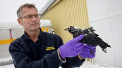 Un employé des services d'urgence du village de Falköping tient la carcasse d'un des oiseaux retrouvés morts dans la petite localité de Suède. Un employé des services d'urgence du village de Falköping tient la carcasse d'un des oiseaux retrouvés morts dans la petite localité de Suède.