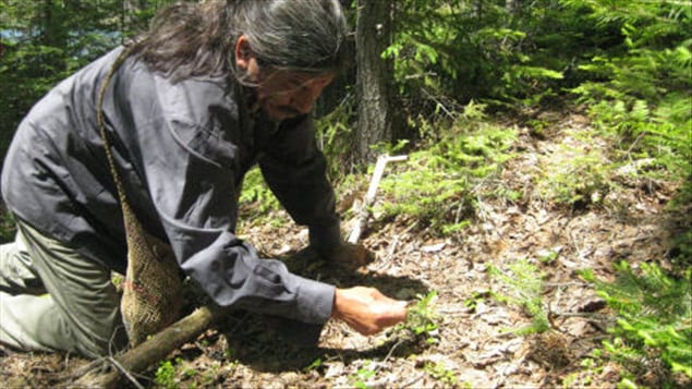 Un shaman algonquin cueille des plantes à Kokomville, Québec Un shaman algonquin cueille des plantes à Kokomville, Québec