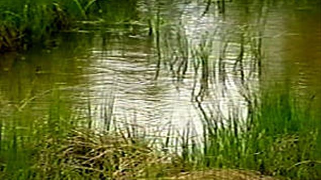 Un marais Un marais