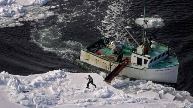 Chasse aux phoques dans l'est du Canada. Chasse aux phoques dans l'est du Canada.