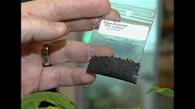 Un sachet de salvia divinorum Un sachet de salvia divinorum