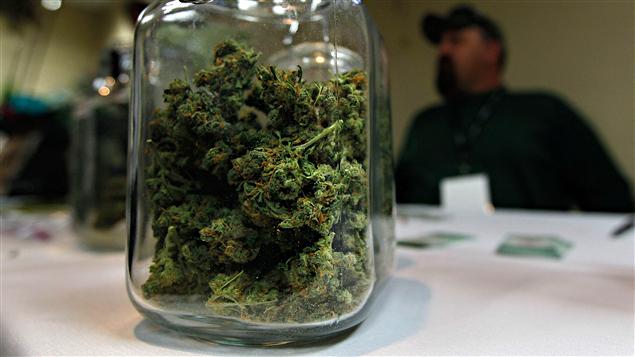 Cannabis destiné à un usage médical (archives) Cannabis destiné à un usage médical (archives)
