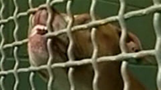 Pitbull en cage Pitbull en cage