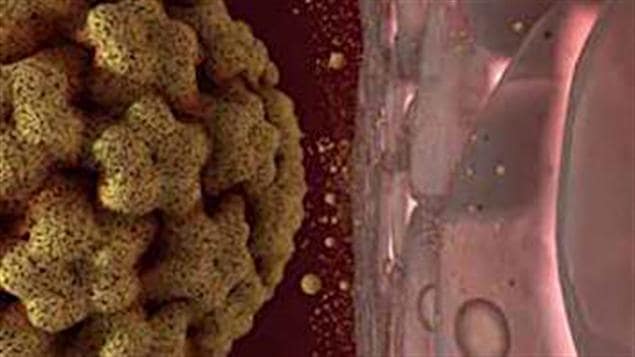 Virus du papillome humain Virus du papillome humain