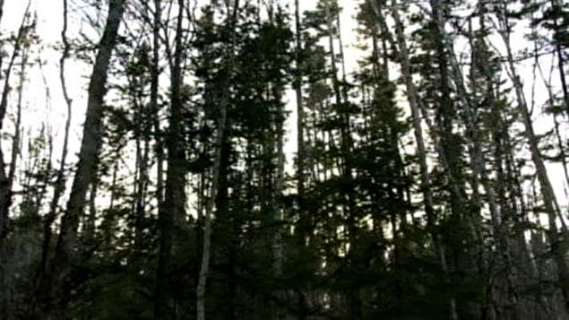Forêt Forêt