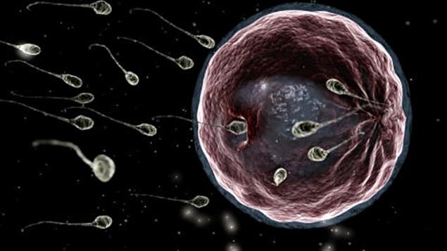Des spermatozoïdes Des spermatozoïdes