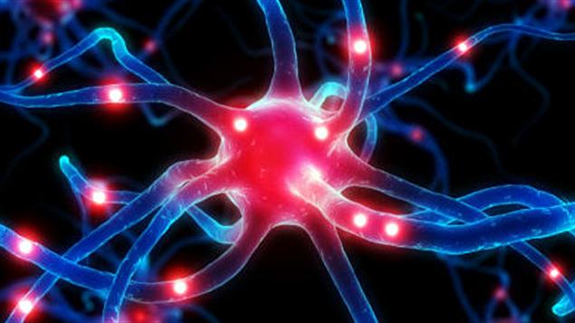 Une cellule nerveuse Une cellule nerveuse