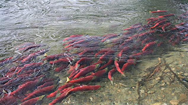 Saumons sockeye Saumons sockeye