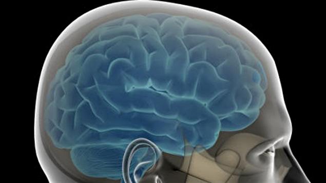 Le cerveau d'un homme Le cerveau d'un homme