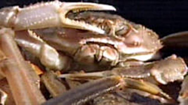 crabe-neige crabe-neige