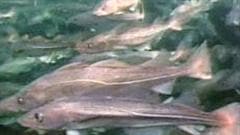 Morues franches, une espèce présente dans le Saguenay Morues franches, une espèce présente dans le Saguenay