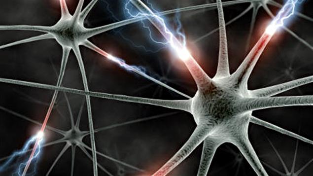 neurones-synapses neurones-synapses