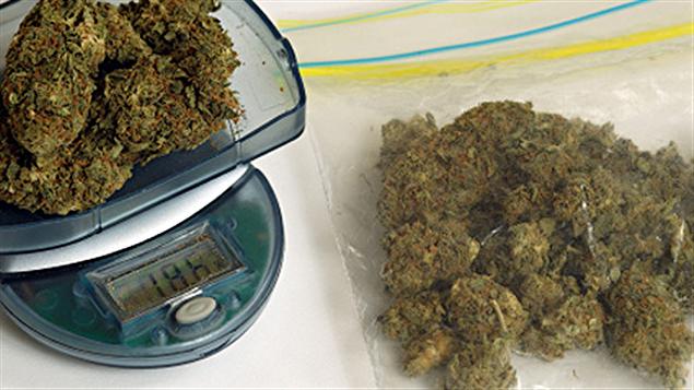 Marijuana Marijuana