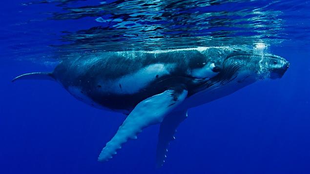Une baleine à bosse Une baleine à bosse