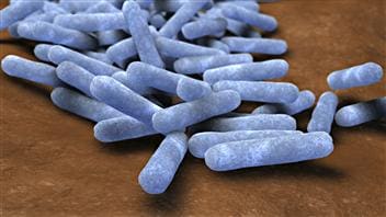 Bactéries intestinales Bactéries intestinales